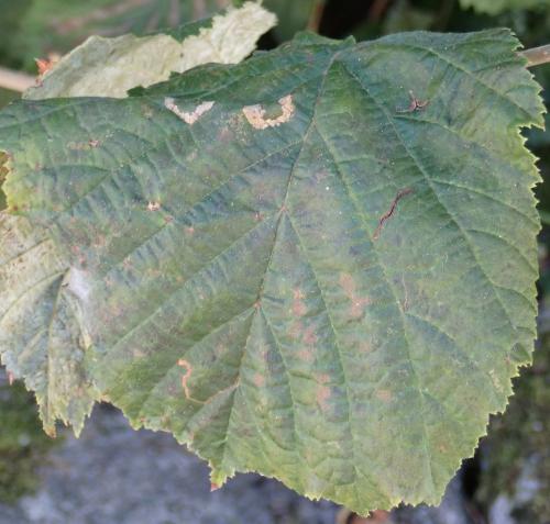 Phyllonorycter nicellii